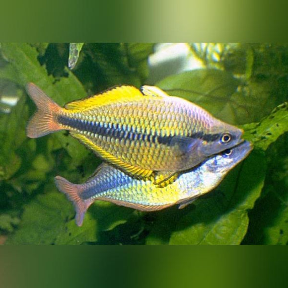 Rainbowfish Yellow Axelrodi