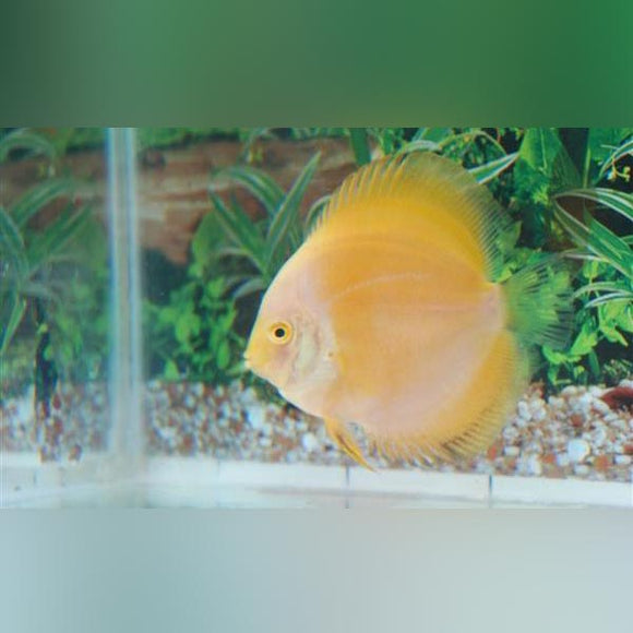 Discus Yellow Marlboro