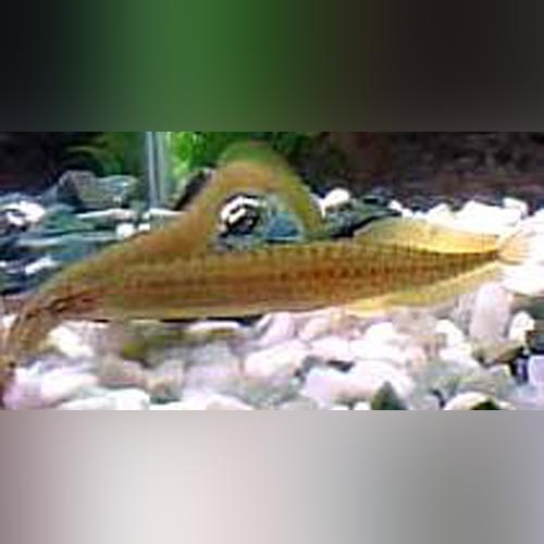 Eel Yellow Tail Spiny