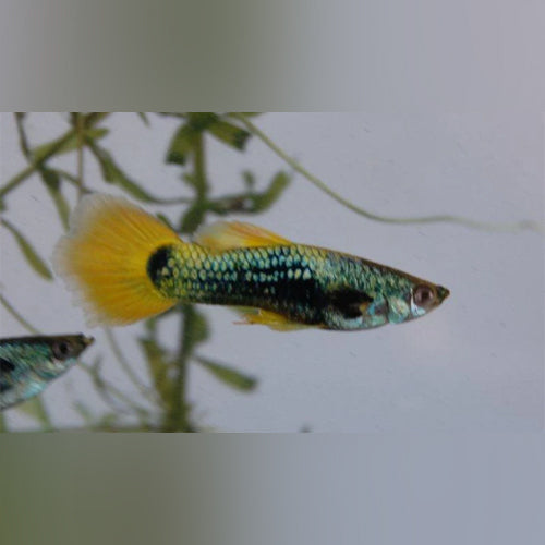 Guppy Yellow Tux - Pair