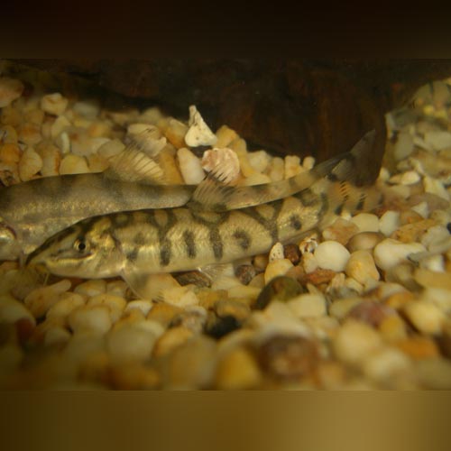 Loach Yo Yo