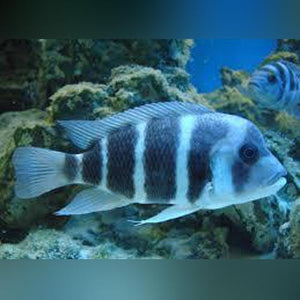 Cichlid Frontosa Blue Zaire