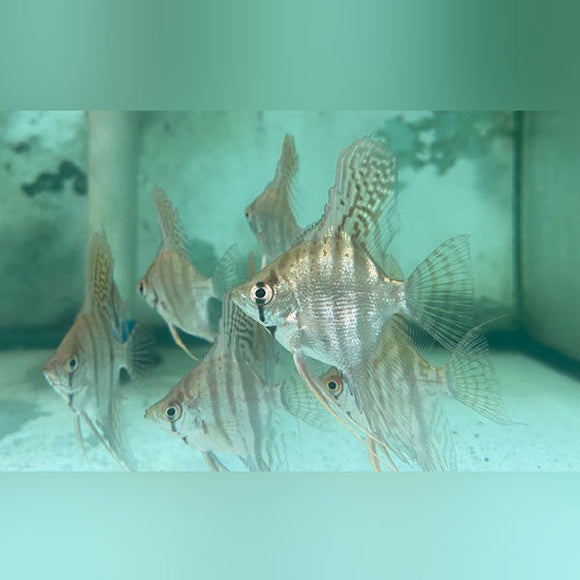 Angelfish Blue Zebra