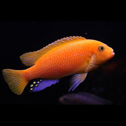 Cichlid Zebra Super Red