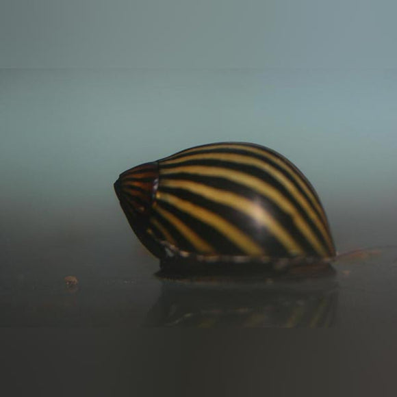Snail Assort. Nerite