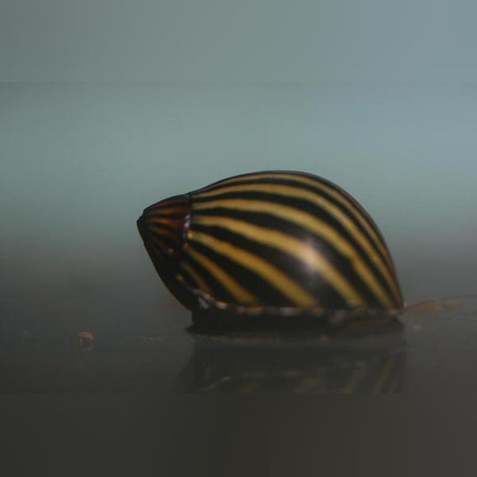 Snail Zebra Nerite