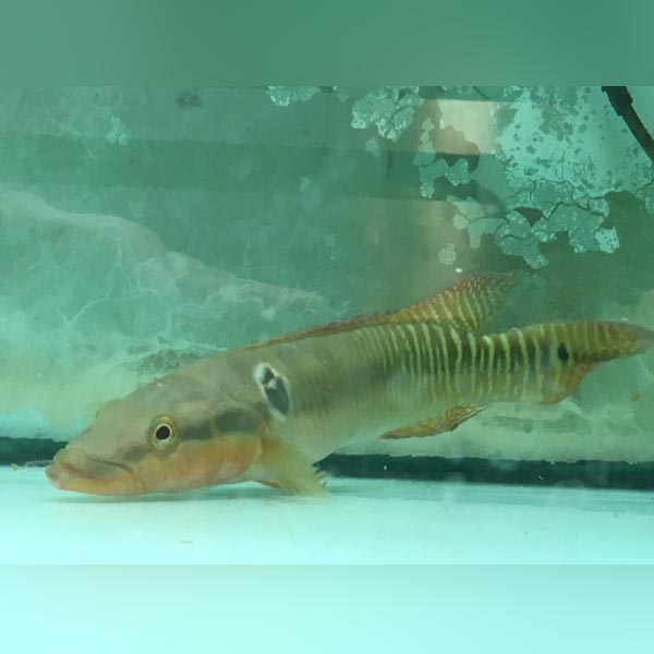 Cichlid Pike Zebrina