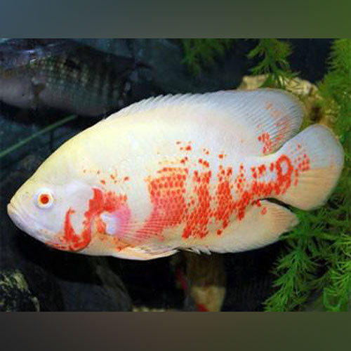 Cichlid Oscar Albino