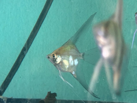 Blue Sky Veil Angelfish