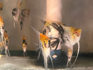 Angelfish Red Devil