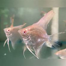 Angelfish Albino