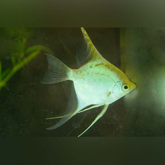Angelfish Gold Marble Veil