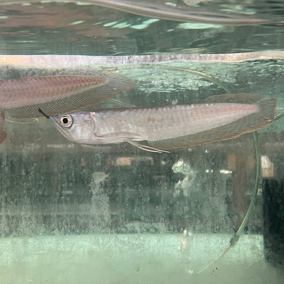 Arowana Silver
