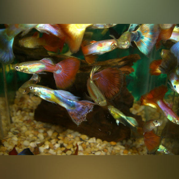 Guppy Assorted Pairs