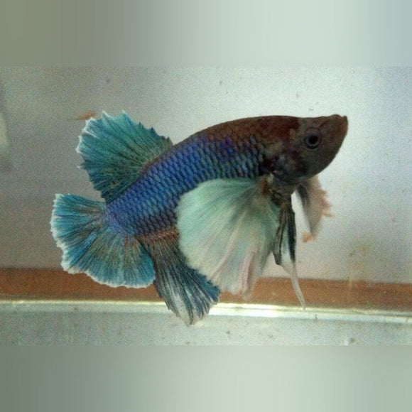 Betta Dumbo Ear Roundtail Male