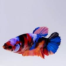 Betta Koi Female