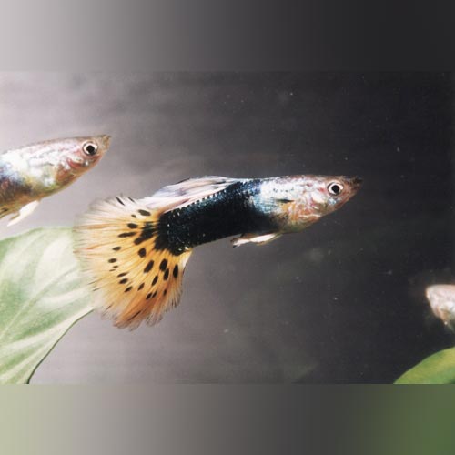 Guppy Black Leopard - Pair