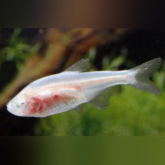 Tetra Blind Cave
