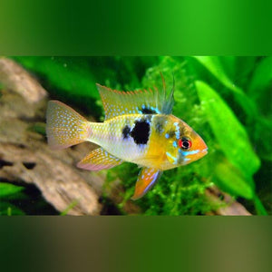 Ram Long Fin Blue