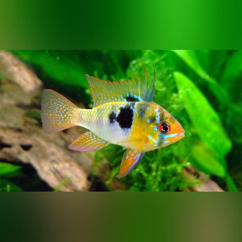 Ram Electric Blue