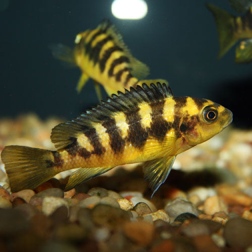 Cichlid Bumblebee