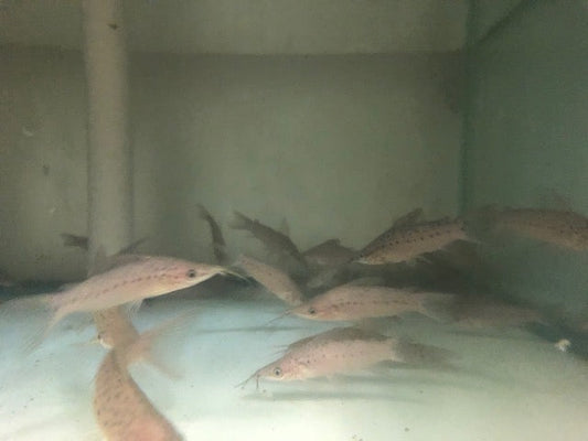 Catfish Porthole Clay