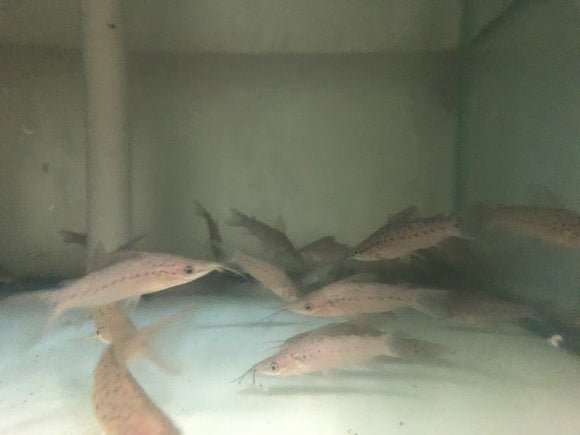 Catfish Porthole Clay