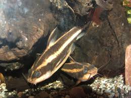 Catfish Rapheal Striped