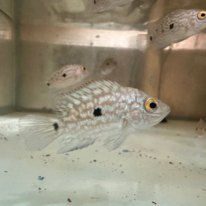 Cichlid Texas