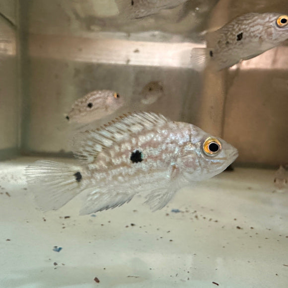 Cichlid Texas
