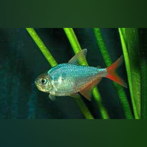 Tetra Colombian Red and Blue