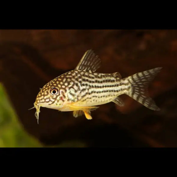 Cory Sterbai
