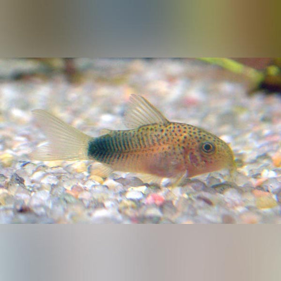 Cory Smudge Pot