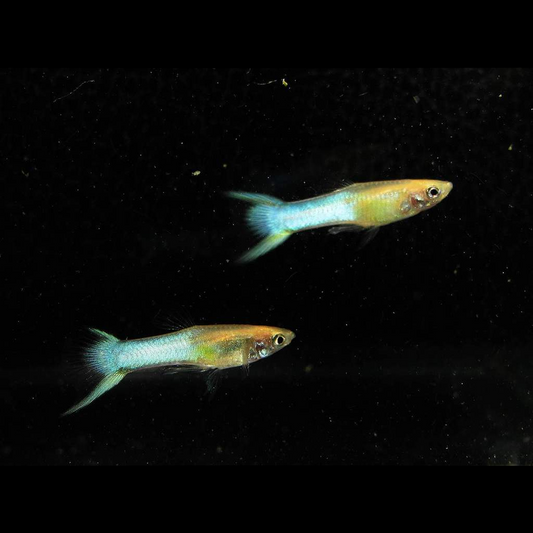 Endler Sky Blue - Male