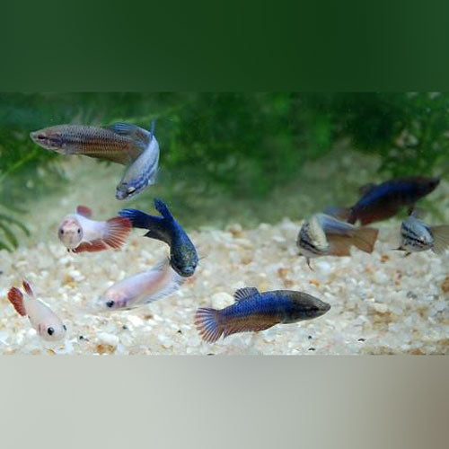 Betta Show Female