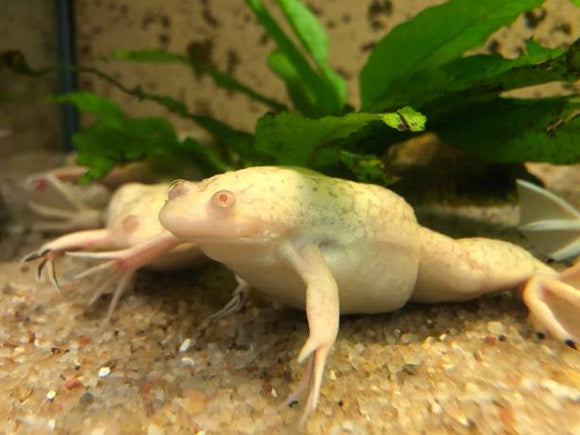 African Dwarf Frog Blond