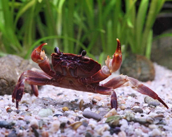 Crab Towuti
