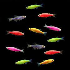 GloFish Danio Assorted Color