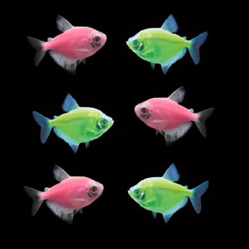 GloFish Tetra Pink