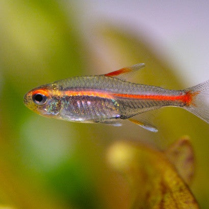 Tetra Glowlight