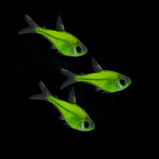 GloFish Tetra Green