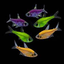 GloFish Tetra Assorted Color