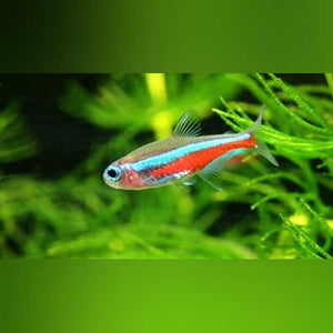Tetra Green Neon tank raised