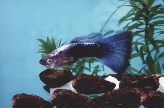 Guppy Blue Neon Tuxedo - Pair
