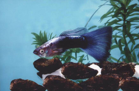Guppy Blue Neon Tuxedo - Pair