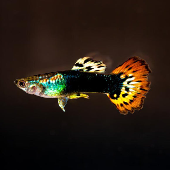 Guppy Dragon - Pair