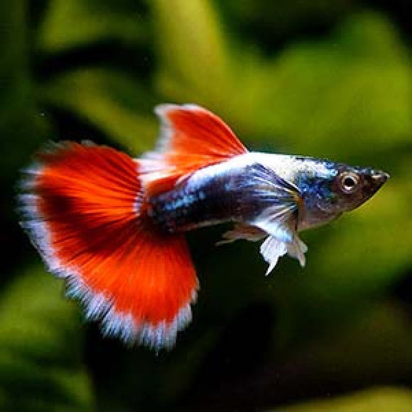 Guppy Santa Claus Male