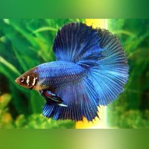 Betta Koi Half Moon Male