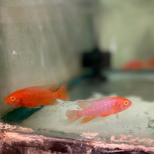 Cichlid Peacock Albino