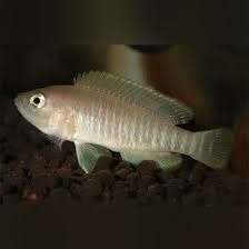 Cichlid Multifasc Shell Dwell